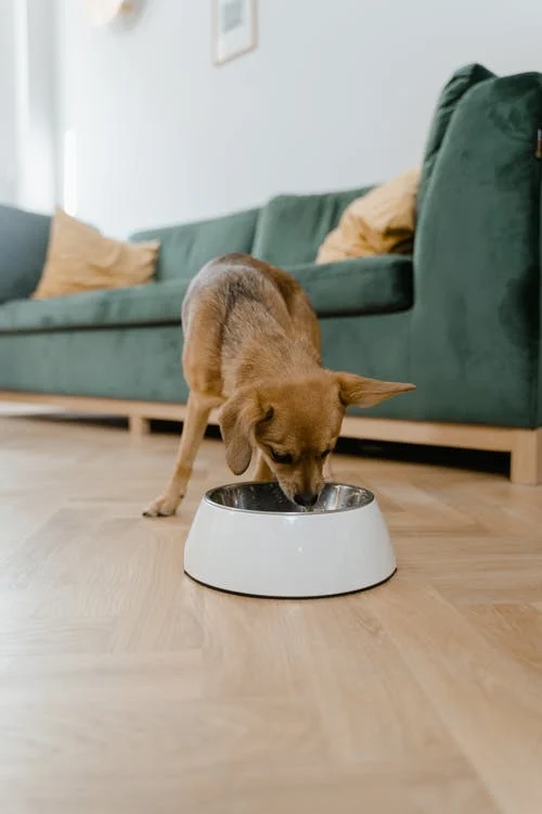 Żywienie psa – jak wybrać dobrą karmę?